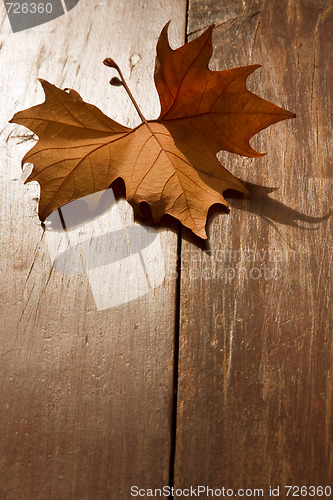 Image of Autumn Leaf on a park bench