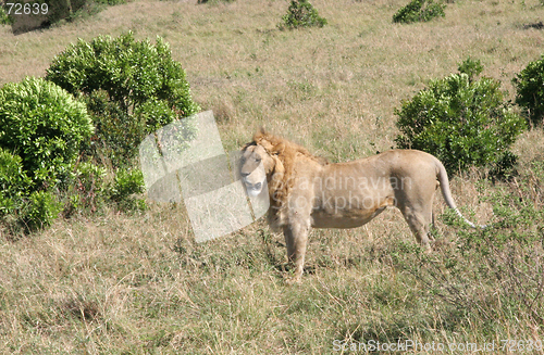 Image of Wild male lion