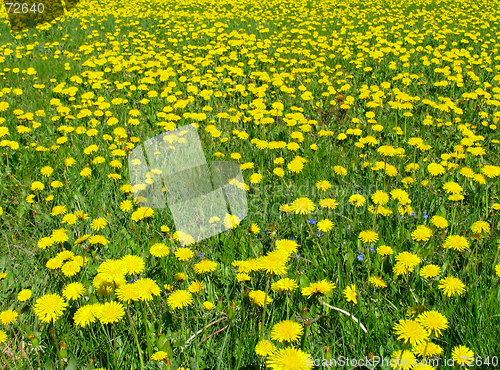 Image of Dandelion meadow