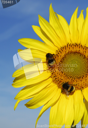 Image of Yellow sunflower with bees on blue sky