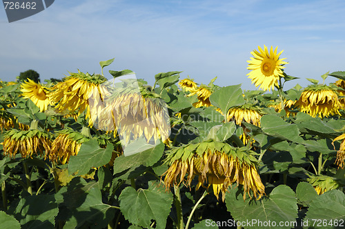 Image of sunflowers field 
