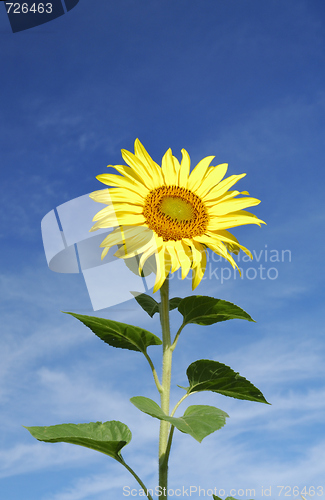 Image of Yellow sunflower on blue sky