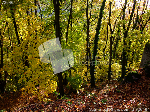 Image of Forest in autumn time
