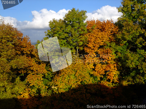 Image of Forest in autumn time 