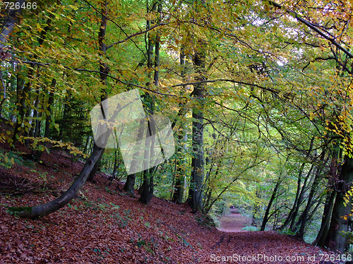 Image of Forest and path in autumn time