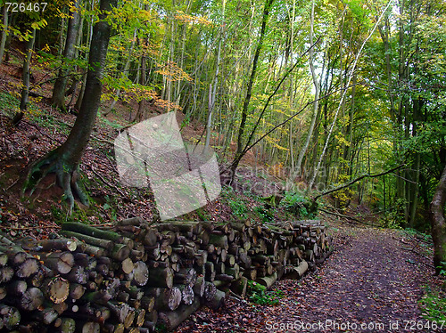 Image of pile of wood and path in autumn time forest