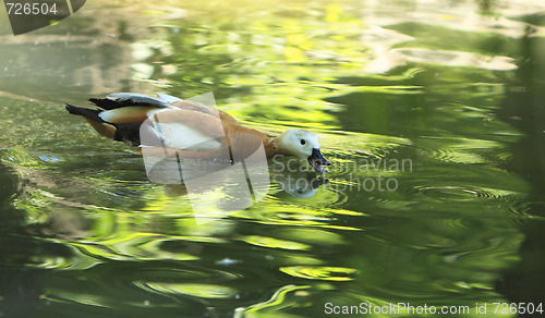 Image of Duck feeding