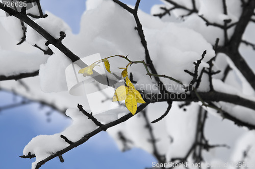 Image of Leaf in Winter