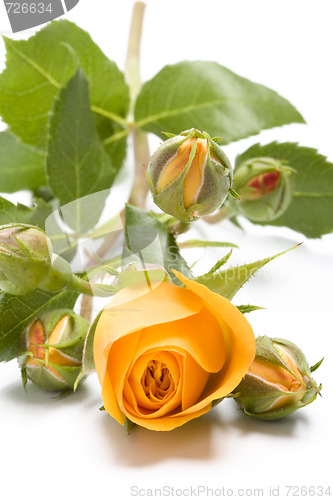 Image of yellow flower