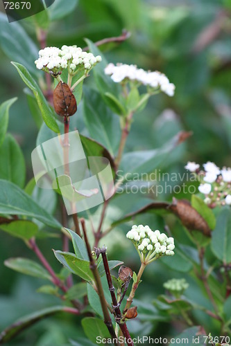 Image of Winter Flowering