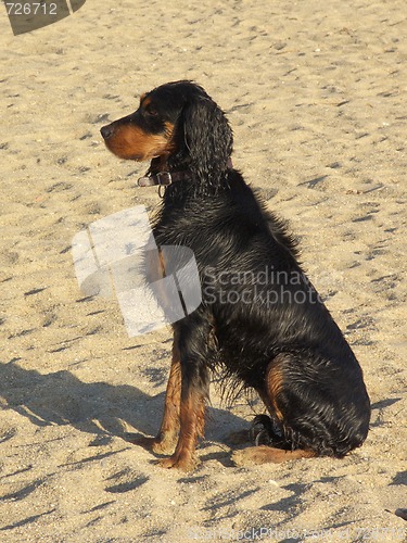 Image of Waiting Wet Dog