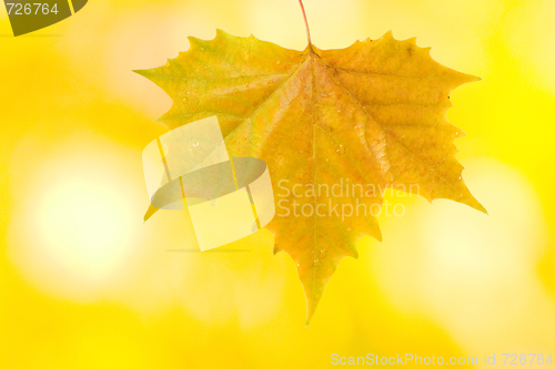 Image of Beautiful leaves in autumn