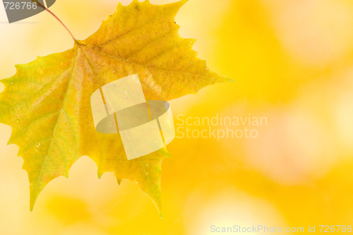 Image of Beautiful leaves in autumn