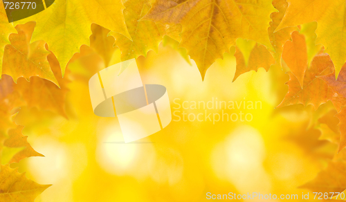 Image of Beautiful leaves in autumn