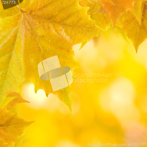 Image of Beautiful leaves in autumn