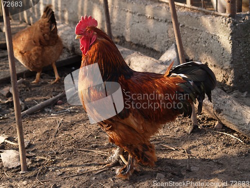 Image of proud cock