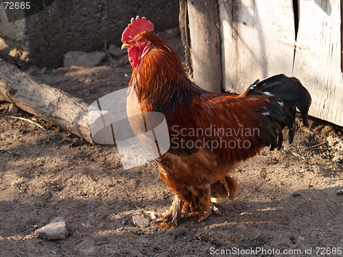 Image of proud cock 2