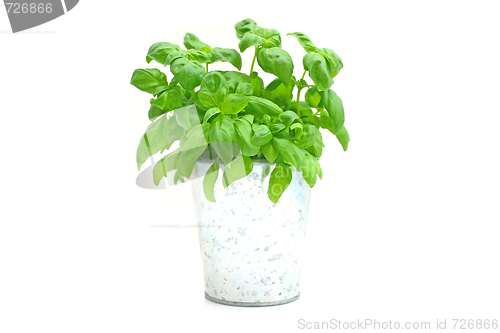 Image of Basil