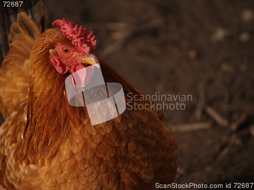 Image of chicken 2