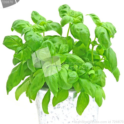 Image of Basil