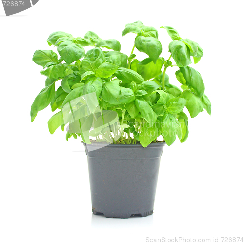 Image of Basil