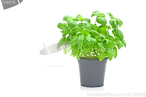 Image of Basil