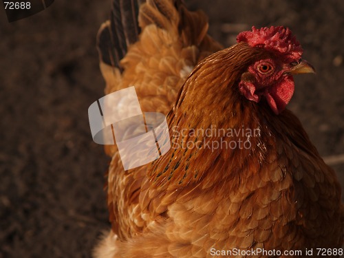 Image of chicken 3