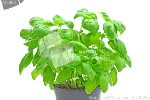 Image of Basil