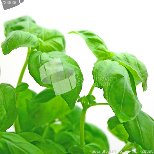 Image of Basil