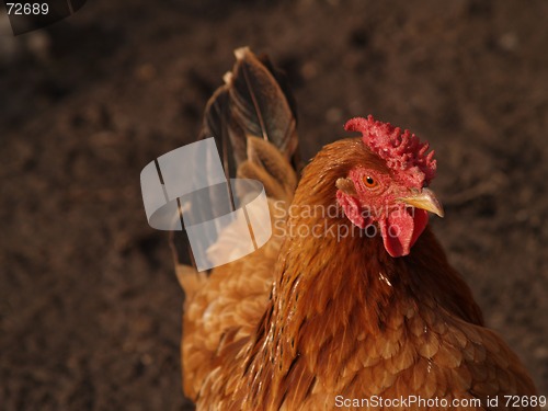 Image of chicken 4