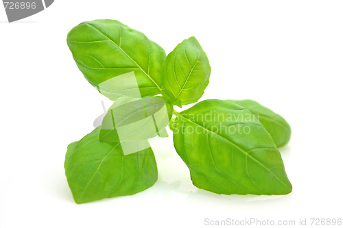 Image of Basil