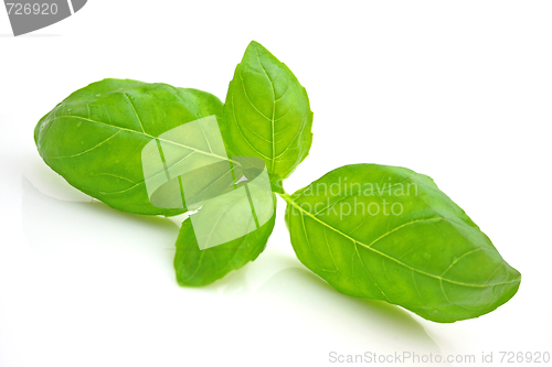 Image of Basil