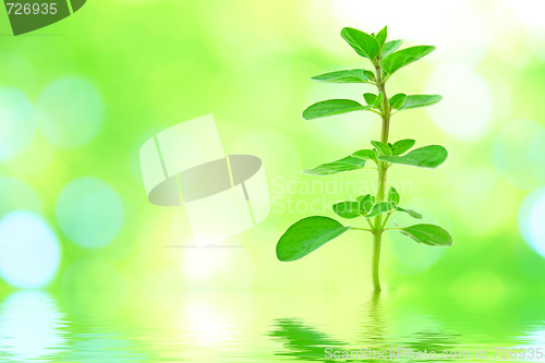 Image of Spring