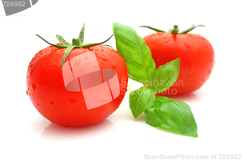 Image of Tomato basil