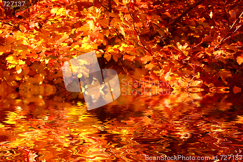 Image of Buntes Laub im Herbst