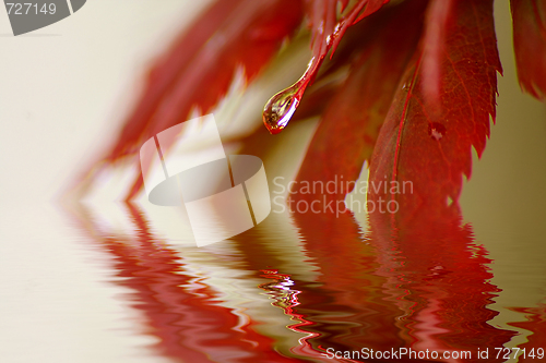 Image of Buntes Laub im Herbst