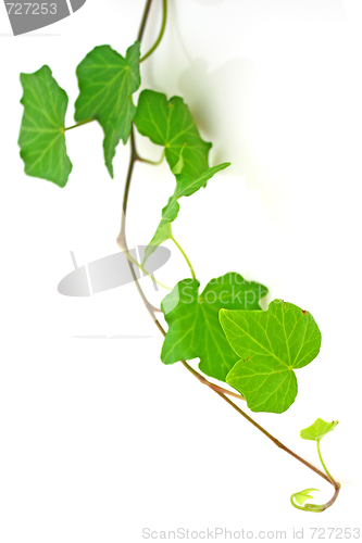 Image of Ivy