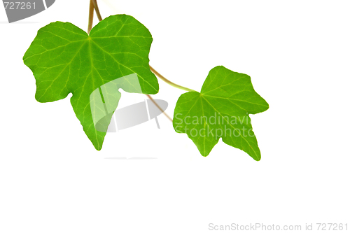 Image of Ivy