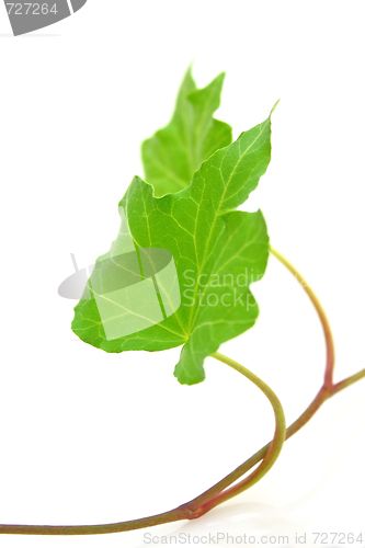 Image of Ivy