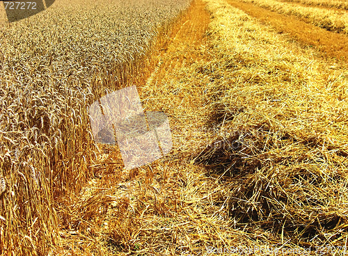 Image of Field