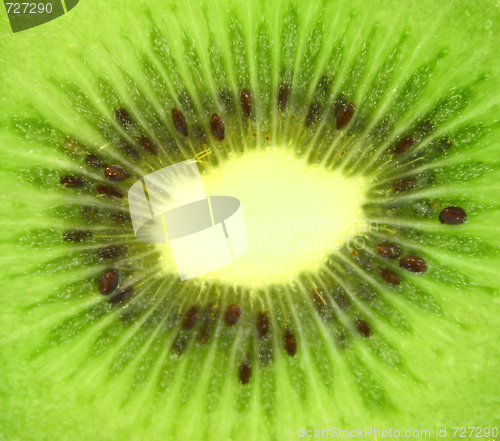 Image of Kiwi,