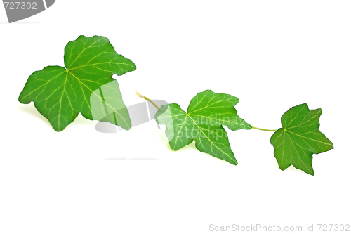 Image of Ivy