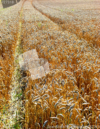 Image of Field