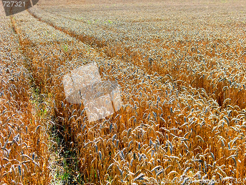 Image of Field