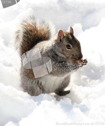 Image of Peanut Munching