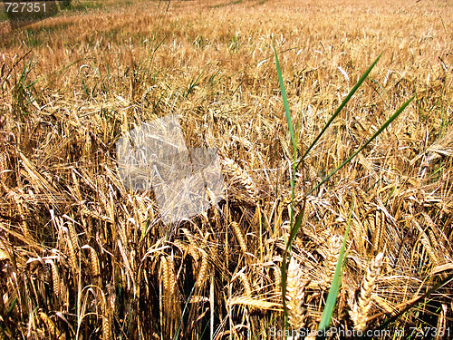 Image of Field
