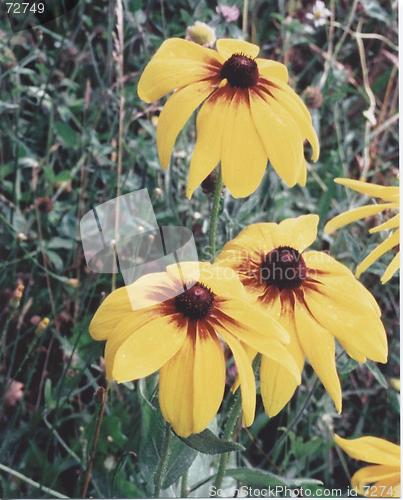 Image of Blackeyed susan