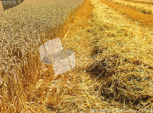 Image of Field