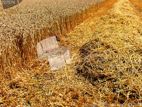 Image of Field