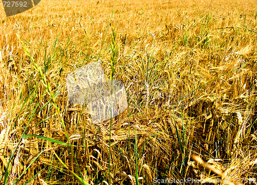 Image of Field